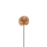 Anthurium